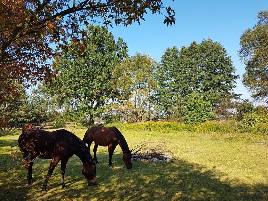 Agroturystyka Pod Modrzewiami Nowy Tomyśl Esterno foto