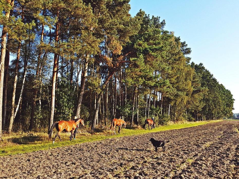 Agroturystyka Pod Modrzewiami Nowy Tomyśl Esterno foto