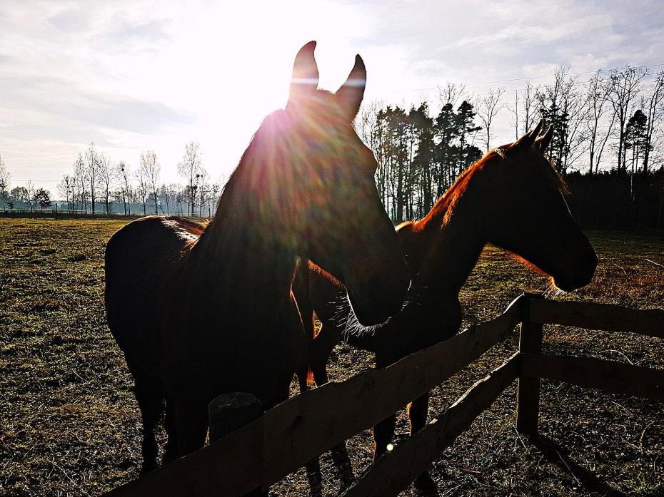 Agroturystyka Pod Modrzewiami Nowy Tomyśl Esterno foto